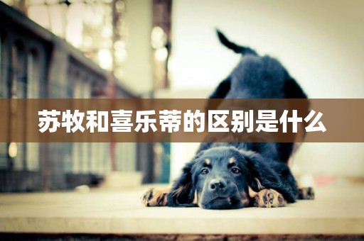 蘇牧和喜樂蒂的區別是什么