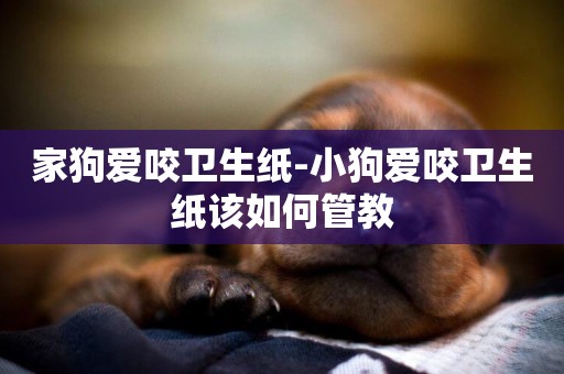 家狗愛咬衛生紙-小狗愛咬衛生紙該如何管教