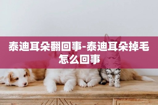泰迪耳朵翻回事-泰迪耳朵掉毛怎么回事