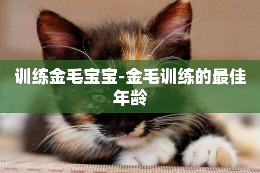 訓練金毛寶寶-金毛訓練的最佳年齡