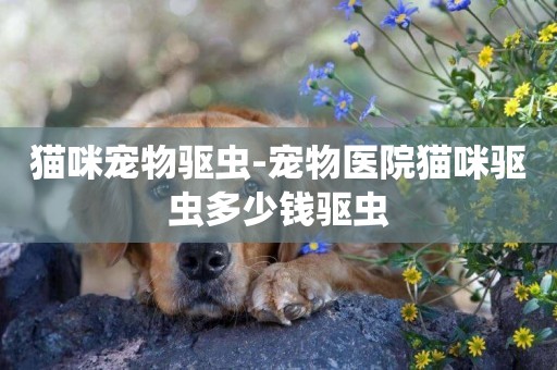 貓咪寵物驅蟲-寵物醫院貓咪驅蟲多少錢驅蟲