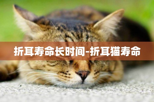 折耳壽命長時間-折耳貓壽命