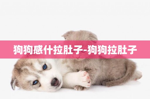 狗狗感什拉肚子-狗狗拉肚子