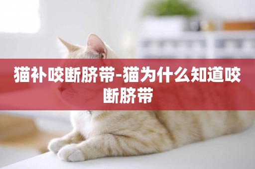 貓補咬斷臍帶-貓為什么知道咬斷臍帶