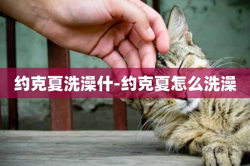 約克夏洗澡什-約克夏怎么洗澡