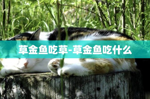 草金魚吃草-草金魚吃什么
