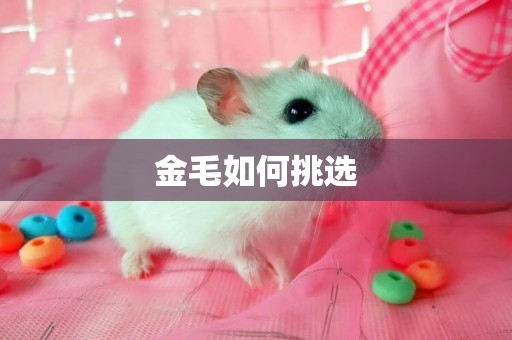 金毛如何挑選