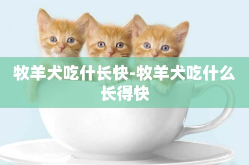 牧羊犬吃什長快-牧羊犬吃什么長得快