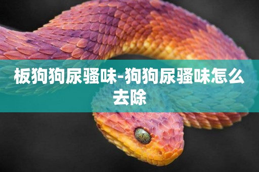 板狗狗尿騷味-狗狗尿騷味怎么去除