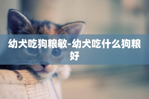 幼犬吃狗糧敏-幼犬吃什么狗糧好