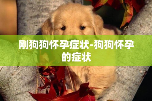 剛狗狗懷孕癥狀-狗狗懷孕的癥狀