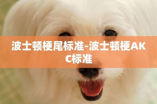 波士頓梗尾標準-波士頓梗AKC標準