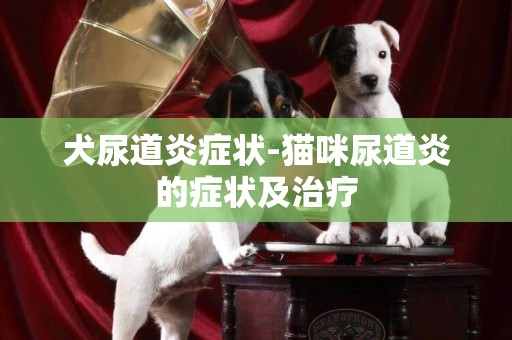 犬尿道炎癥狀-貓咪尿道炎的癥狀及治療