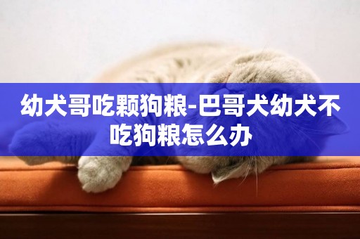 幼犬哥吃顆狗糧-巴哥犬幼犬不吃狗糧怎么辦