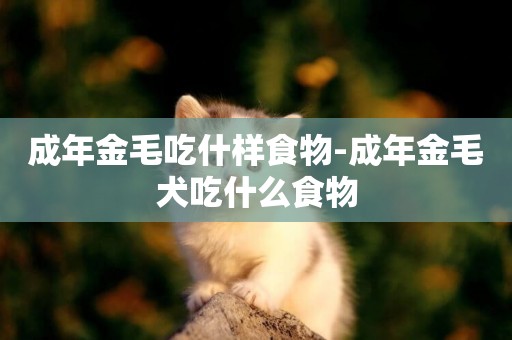 成年金毛吃什樣食物-成年金毛犬吃什么食物