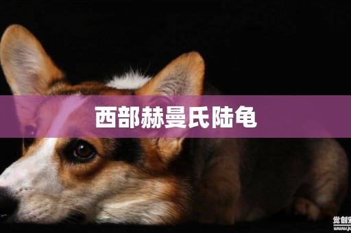 西部赫曼氏陸龜