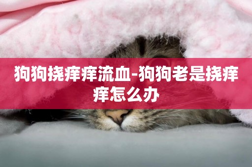 狗狗撓癢癢流血-狗狗老是撓癢癢怎么辦