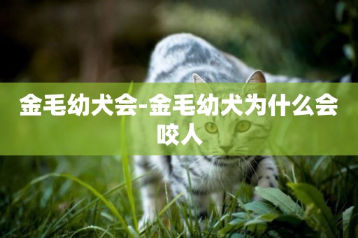 金毛幼犬會-金毛幼犬為什么會咬人