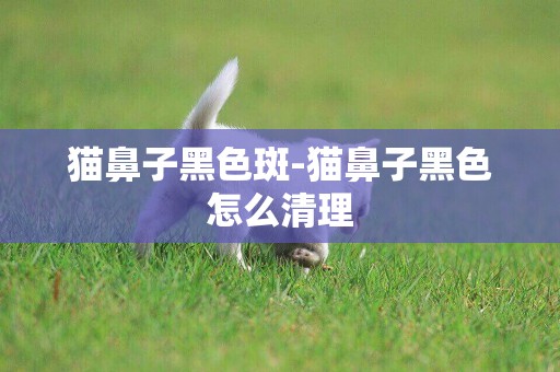 貓鼻子黑色斑-貓鼻子黑色怎么清理