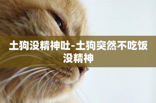 土狗沒精神吐-土狗突然不吃飯沒精神