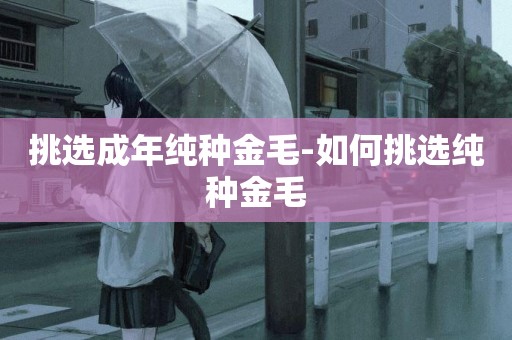 挑選成年純種金毛-如何挑選純種金毛