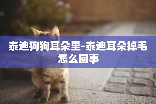泰迪狗狗耳朵里-泰迪耳朵掉毛怎么回事
