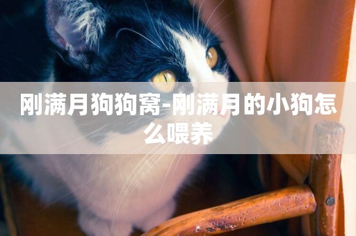 剛滿月狗狗窩-剛滿月的小狗怎么喂養