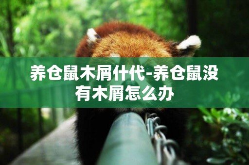 養倉鼠木屑什代-養倉鼠沒有木屑怎么辦