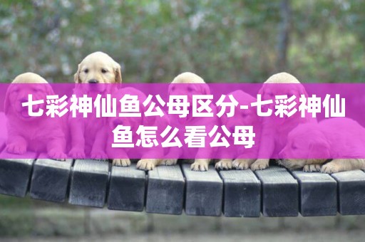 七彩神仙魚公母區分-七彩神仙魚怎么看公母