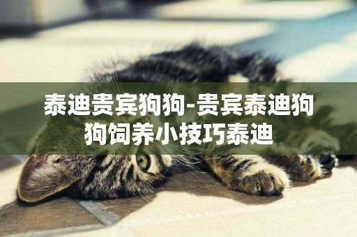 泰迪貴賓狗狗-貴賓泰迪狗狗飼養小技巧泰迪