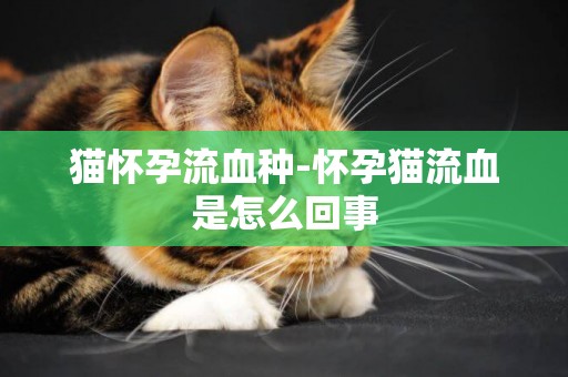 貓懷孕流血種-懷孕貓流血是怎么回事