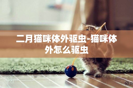 二月貓咪體外驅蟲-貓咪體外怎么驅蟲