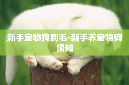 新手寵物狗剃毛-新手養寵物狗須知