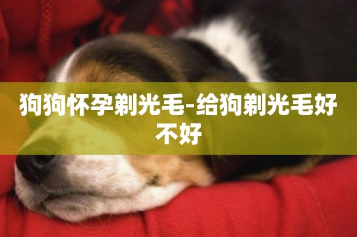 狗狗懷孕剃光毛-給狗剃光毛好不好