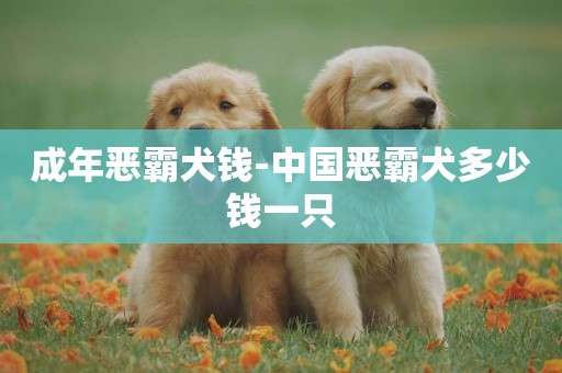 成年惡霸犬錢-中國惡霸犬多少錢一只