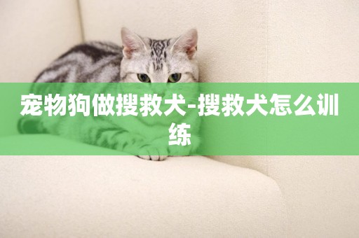 寵物狗做搜救犬-搜救犬怎么訓練