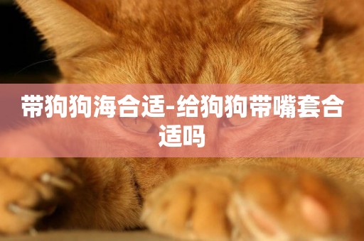 帶狗狗海合適-給狗狗帶嘴套合適嗎