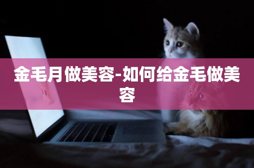 金毛月做美容-如何給金毛做美容