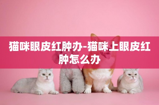貓咪眼皮紅腫辦-貓咪上眼皮紅腫怎么辦