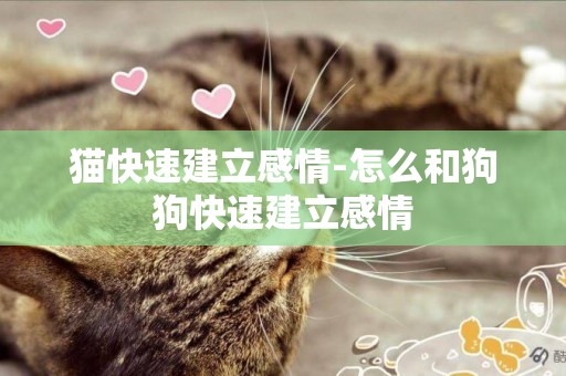 貓快速建立感情-怎么和狗狗快速建立感情
