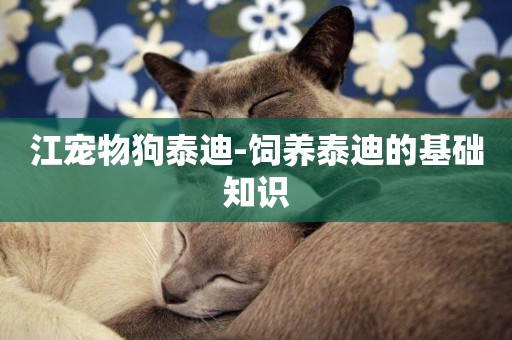 江寵物狗泰迪-飼養泰迪的基礎知識