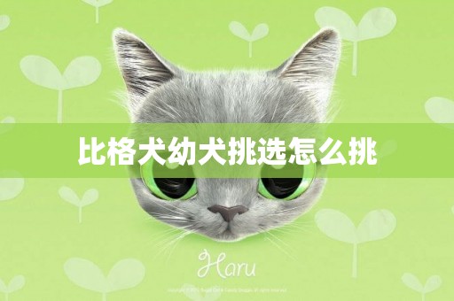 比格犬幼犬挑選怎么挑