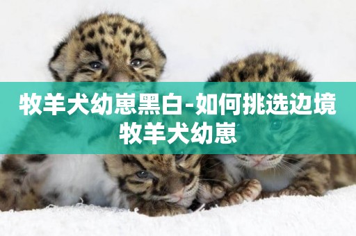 牧羊犬幼崽黑白-如何挑選邊境牧羊犬幼崽