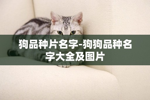 狗品種片名字-狗狗品種名字大全及圖片