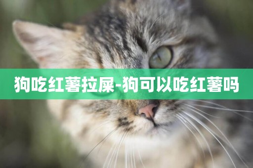 狗吃紅薯拉屎-狗可以吃紅薯嗎