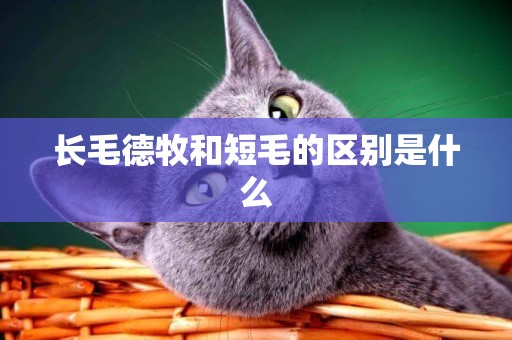 長毛德牧和短毛的區別是什么