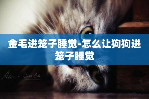 金毛進籠子睡覺-怎么讓狗狗進籠子睡覺