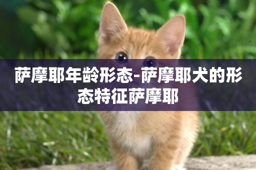 薩摩耶年齡形態-薩摩耶犬的形態特征薩摩耶