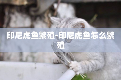 印尼虎魚繁殖-印尼虎魚怎么繁殖