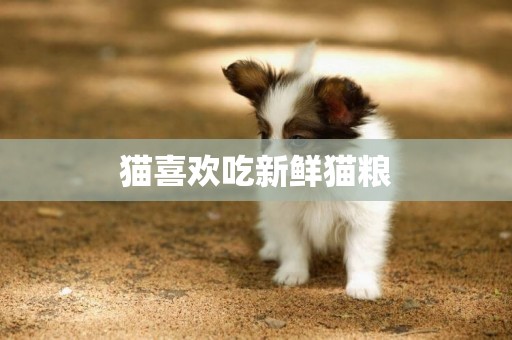 貓喜歡吃新鮮貓糧
